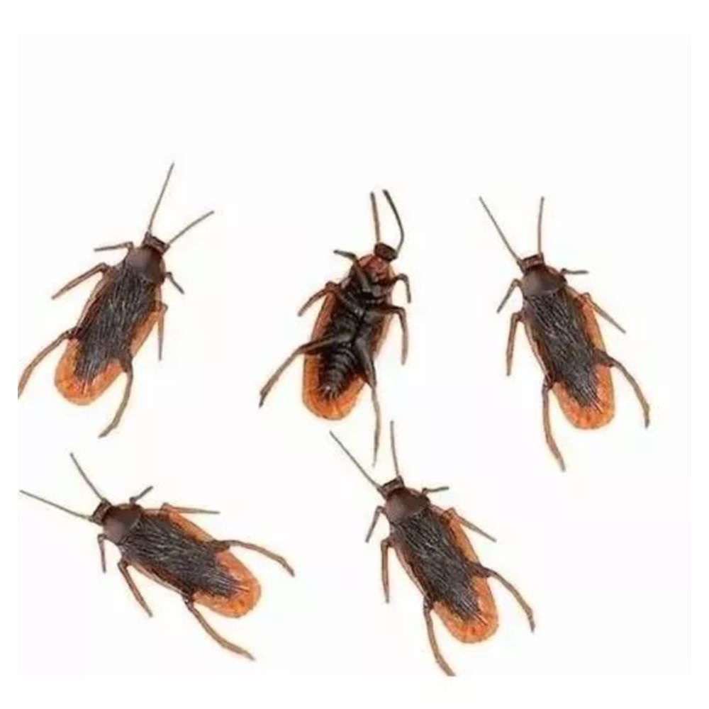 Nivalmix-Pegadinha-Da-Baratona-Com-5-Unidades-Unik-2391629--1- Nivalmix-Pegadinha-Da-Baratona-Com-5-Unidades-Unik-2391629--1-