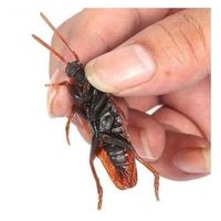 Nivalmix-Pegadinha-Da-Baratona-Com-5-Unidades-Unik-2391629--2- Nivalmix-Pegadinha-Da-Baratona-Com-5-Unidades-Unik-2391629--2-